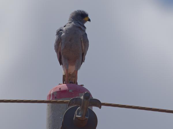 <h3><a href="/trips/tanzania/biota/animalia/chordata/aves/017 accipitriformes/004 accipitridae/melierax poliopterus/melierax poliopterus-nl.html">Melierax&nbsp;poliopterus</a> / Eastern&nbsp;chanting&nbsp;goshawk / Bleke&nbsp;zanghavik</h3>OM-1 Mark II met OLYMPUS M.150-400mm F4.5, 1/2000 sec  bij F4.5, ISO 250, afstand 28.5&nbsp;m